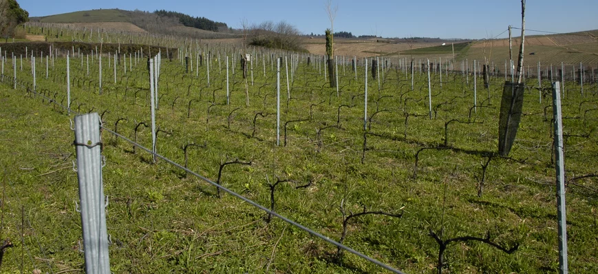240 arbres par hectare dans les vignes beaujolaise
