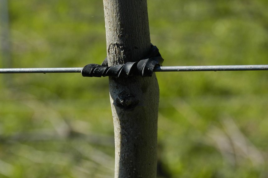 astuce : lien pour éviter de blesser les arbres avec les fils de palissage