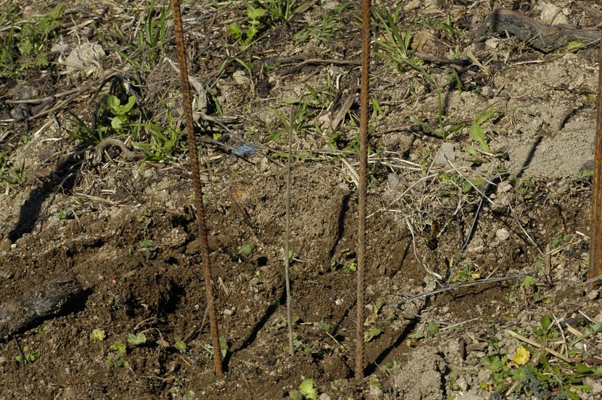 plantation d'un jeune arbre à la place d'un pied de vigne