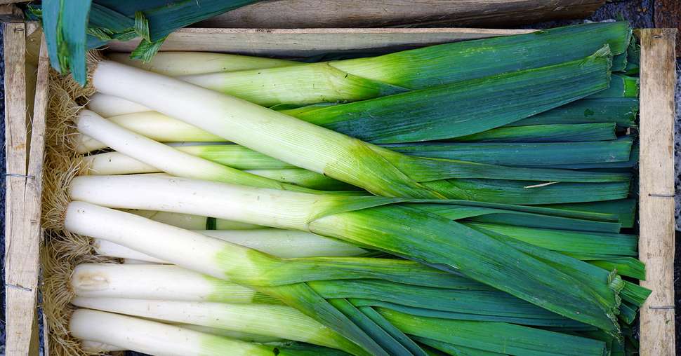Crate of organic green and white fresh leeks at a farmers market
