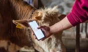 Smart Agritech livestock farming. Hands using a smartphone and statistics from ear tag on a smartphone app in a modern barn. White text space on smart phone