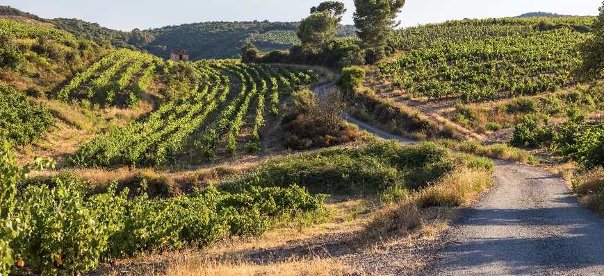Fonds d'urgence viticulture : près de 1.800 viticu