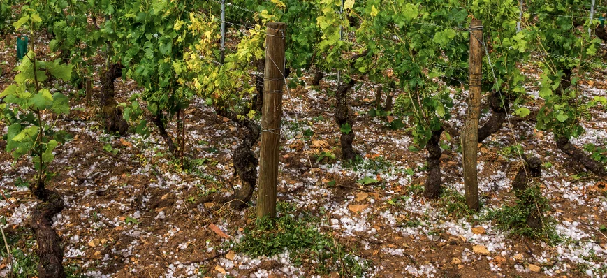 La grêle a frappé le vignoble gersois le 8 avril