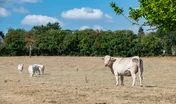 Troupeau de vaches charolaises au prÃ© pendant  la canicule. Herbe jaunie par la sÃ©cheresse