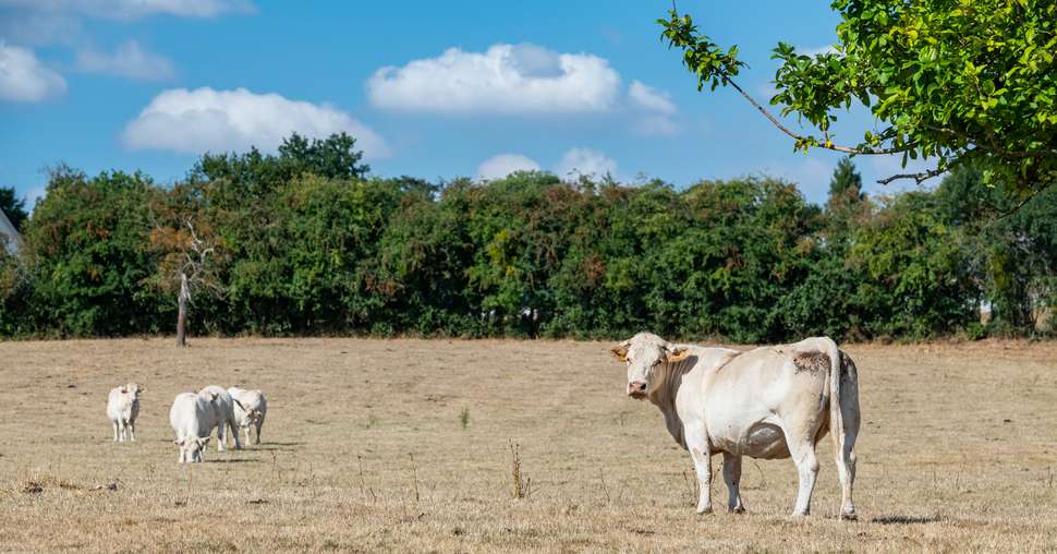 Troupeau de vaches charolaises au prÃ© pendant  la canicule. Herbe jaunie par la sÃ©cheresse