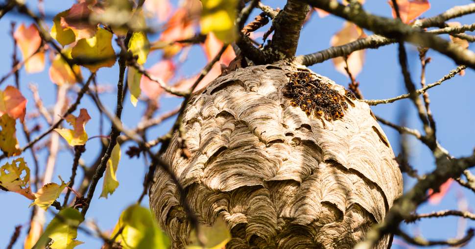 Nid de frelons asiatiques en automne, et frelons adultes regroup