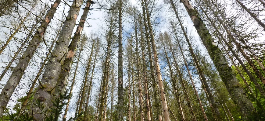 Forêt-bois : quelles mesures retenir du plan scoly