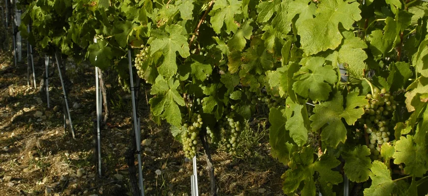 Produire des vins blancs en vallée du Rhône