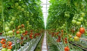 Culture de tomates sous serre en Bretagne