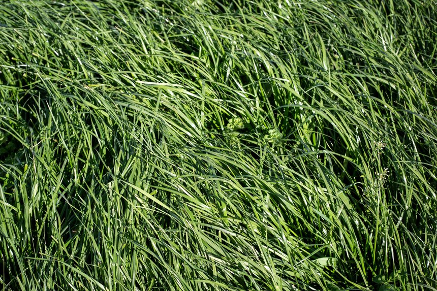 Tall Fescue is a perennial grass with seed-heads, growing up to