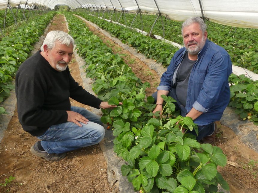 Vincent Taulou, producteur de fraises, et Sylvain Dureux de la coopérative Socave