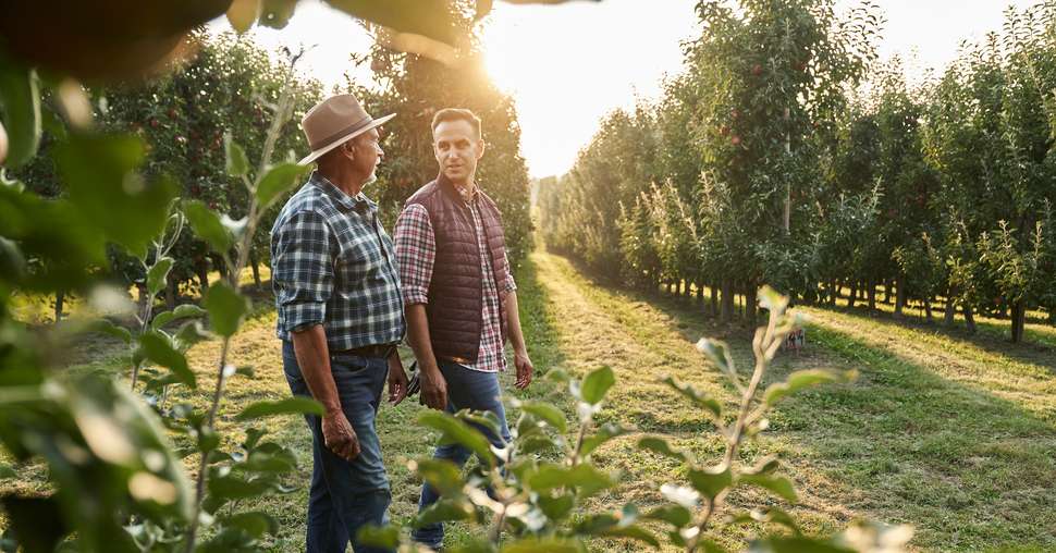 Two caucasian farmers walking along orchard field during sunset