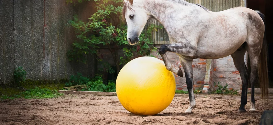 Le comportement de jeu chez les chevaux révèle-t-i