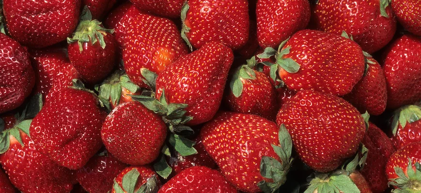 Spécial fraise • Une campagne 2024 en fraise franç
