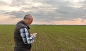 Senior farmer standing in wheat field and examining crop, man using smartphone.