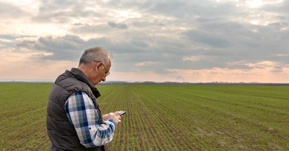 Senior farmer standing in wheat field and examining crop, man using smartphone.