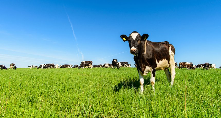 cows graze on a green field in sunny weather, layout with space