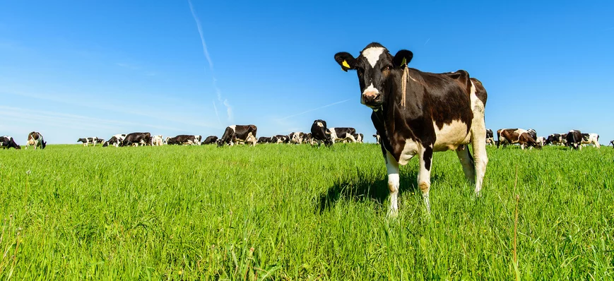 Bilans carbone en polyculture élevage : réduire so