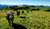 vaches en troupeau