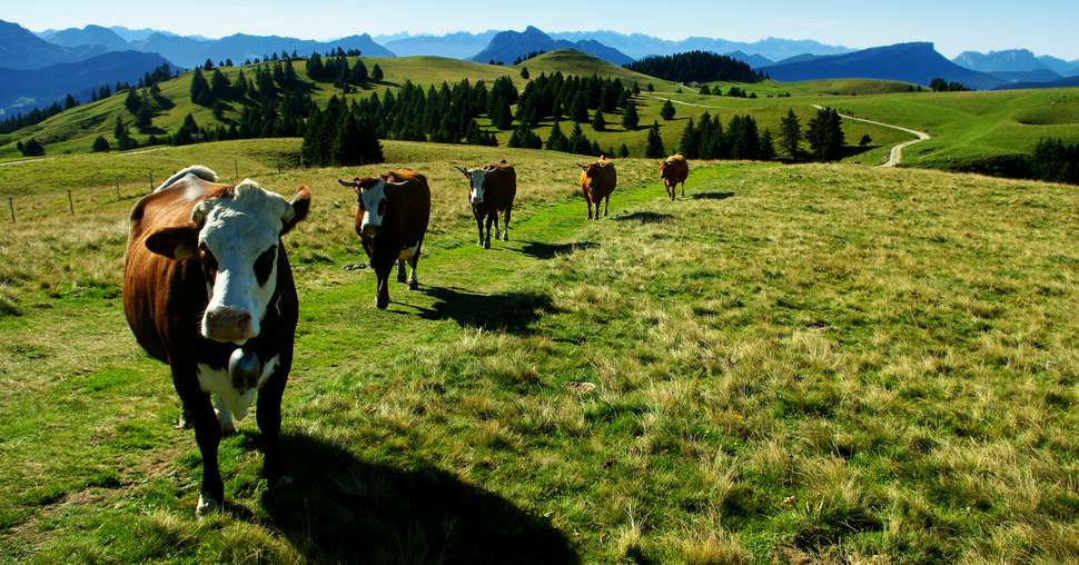 vaches en troupeau