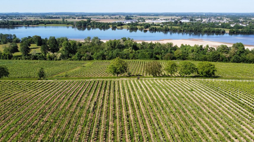 Aerial view of a vineyard in Maine et Loire, France