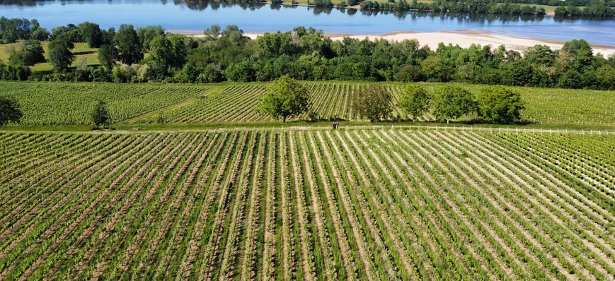80% du vignoble du Val de Loire est AOC