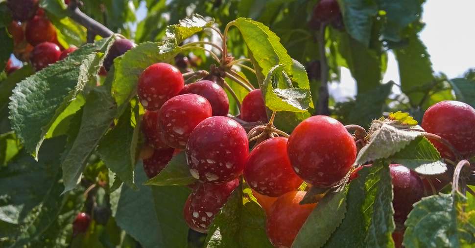 argile sur cerise cerisier