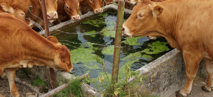 Abreuver les bovins avec de l’eau de pluie, pourqu