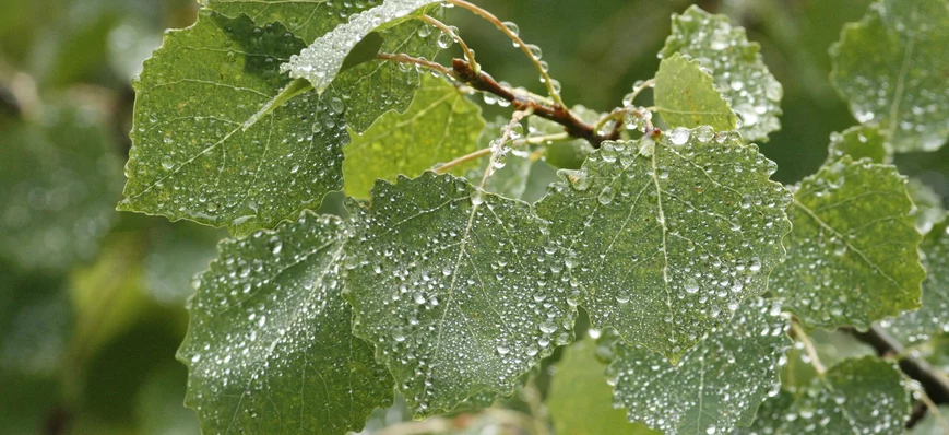 Diversification des essences en forêt et dans nos 