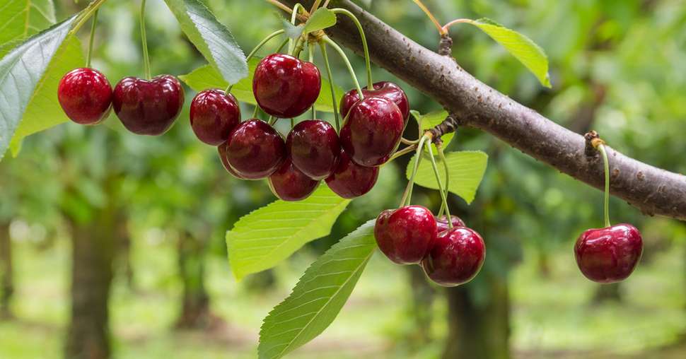 isolated red cherries on tree in cherry orchard