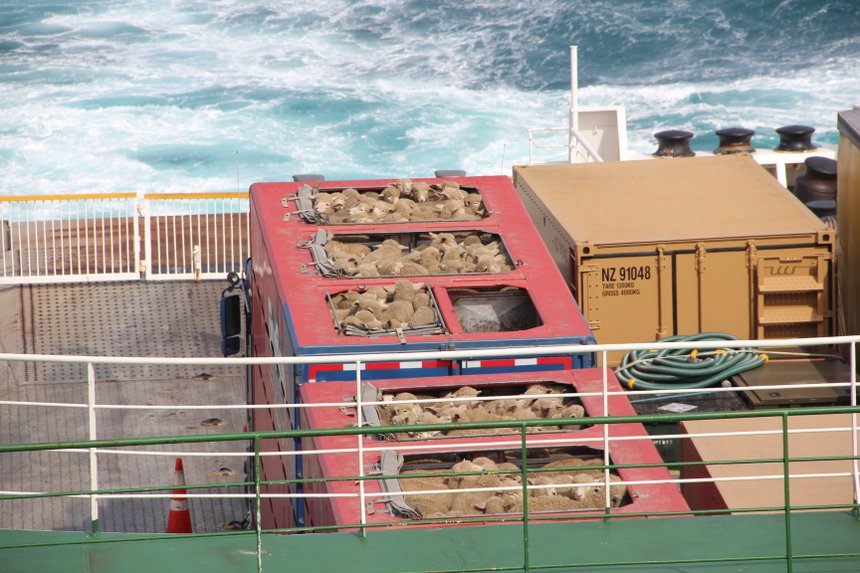 Sheeps transportation in New Zealand