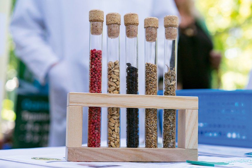 transgenic seed supply of the planet, the variety and selection