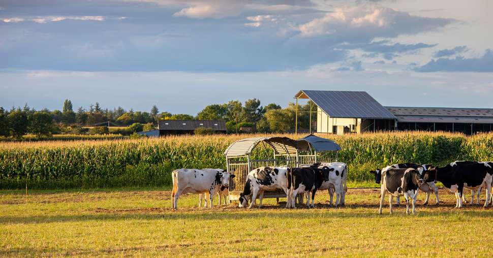 Vache en pleine nature au milieu de la campagne et au pied d'une