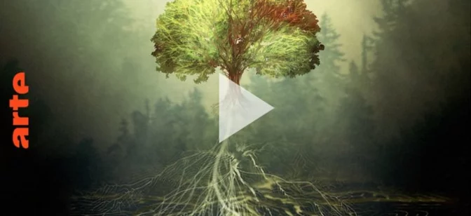 [VIDEO] ARTE : une série documentaire sur les arbr