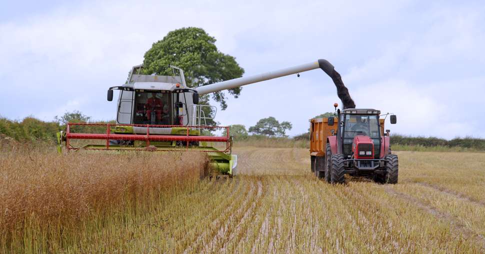 Harvesting the rape seed field