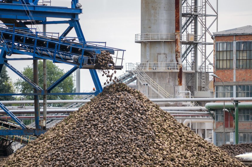 Big pile of sugar beet in sugar factory under the conveyor belt