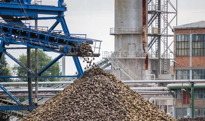 Big pile of sugar beet in sugar factory under the conveyor belt