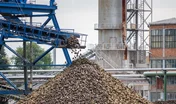 Big pile of sugar beet in sugar factory under the conveyor belt