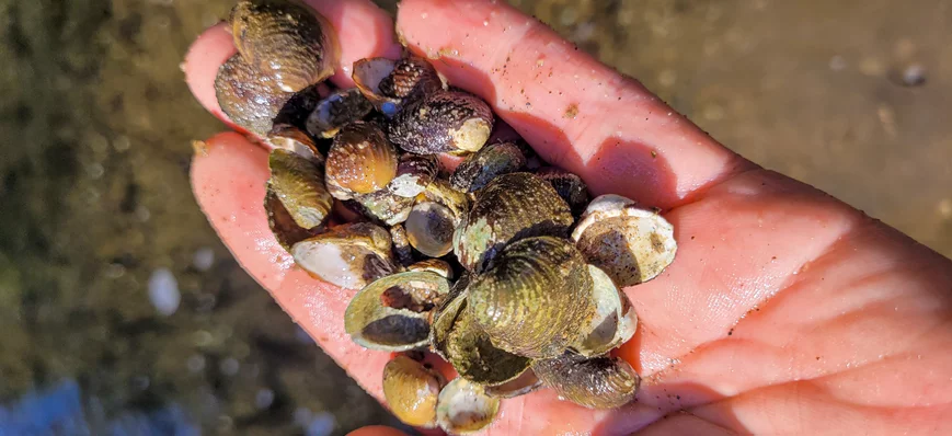 Focus sur la corbicule, met très apprécié des carp