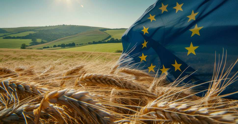 European Union flag waving in a field of wheat