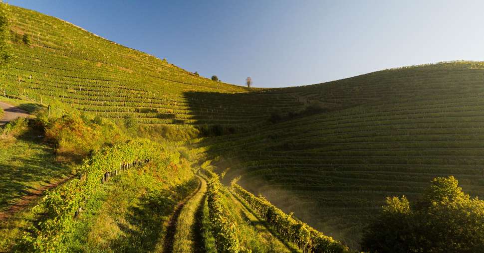 paysage vignoble Irouleguy