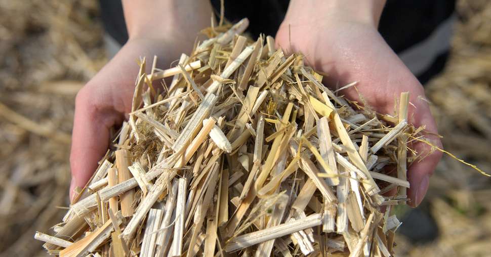 Echantillon de miscanthus broyÃ© entre les mains