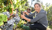 Closeup of young woman picking grape in vineyard