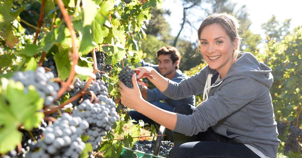 Closeup of young woman picking grape in vineyard