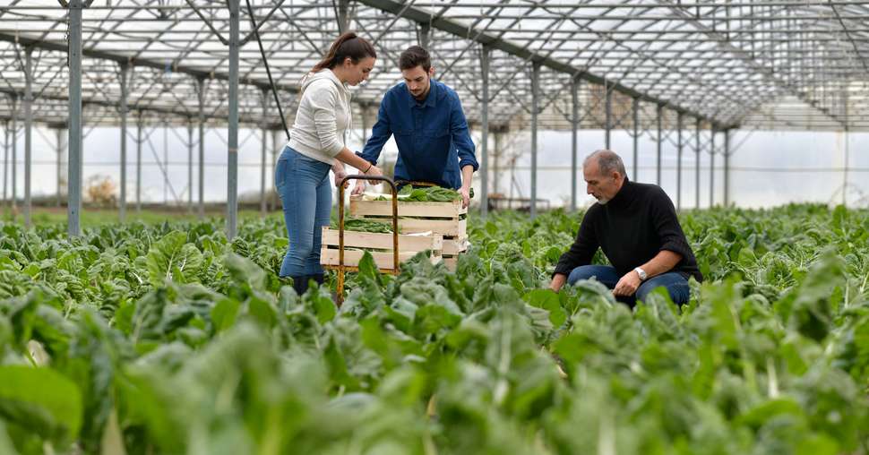 Farmer with apprentice working in greenhouse