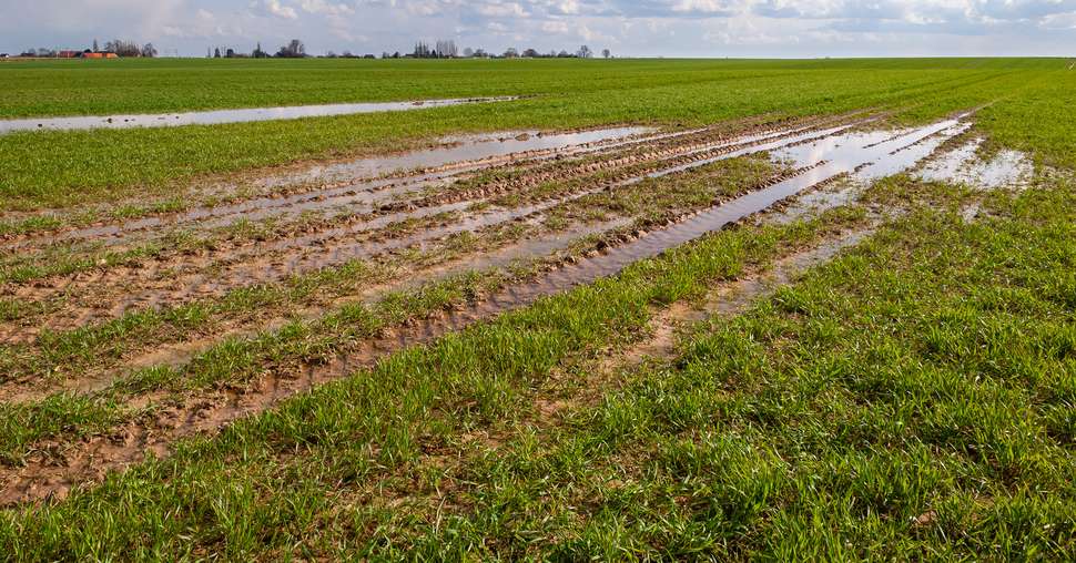 Champ de blÃ© au stade tallage inondÃ© suite  Ã  fortes prÃ©cipi