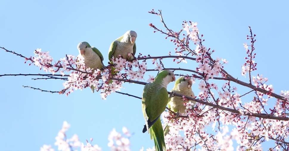 Several Monk Parakeets (Myiopsitta monachus) eating flowers from a tree