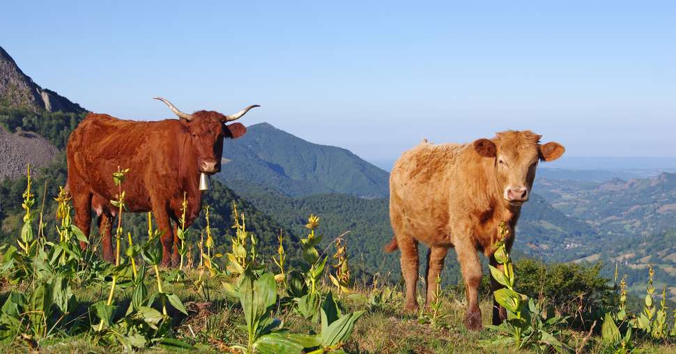 Vache de race Salers et son veau en estive dans les montagnes du cantal en auvergne. au premier plan on peux voir des fleurs de gentiane dont les animaux se nourrissent