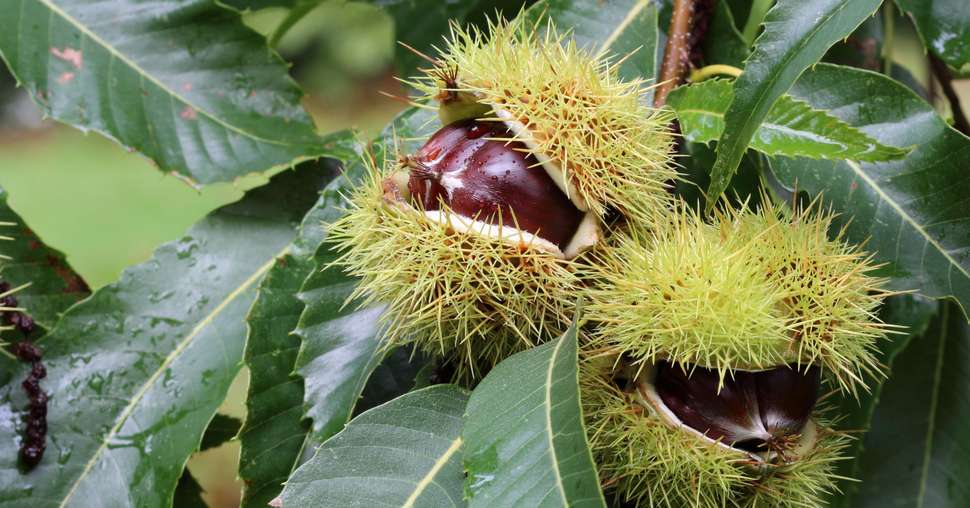 Edible chestnut fruits on the chestnut tree in the autumn