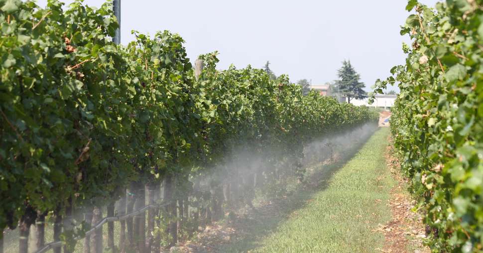 irrigazione vigneto